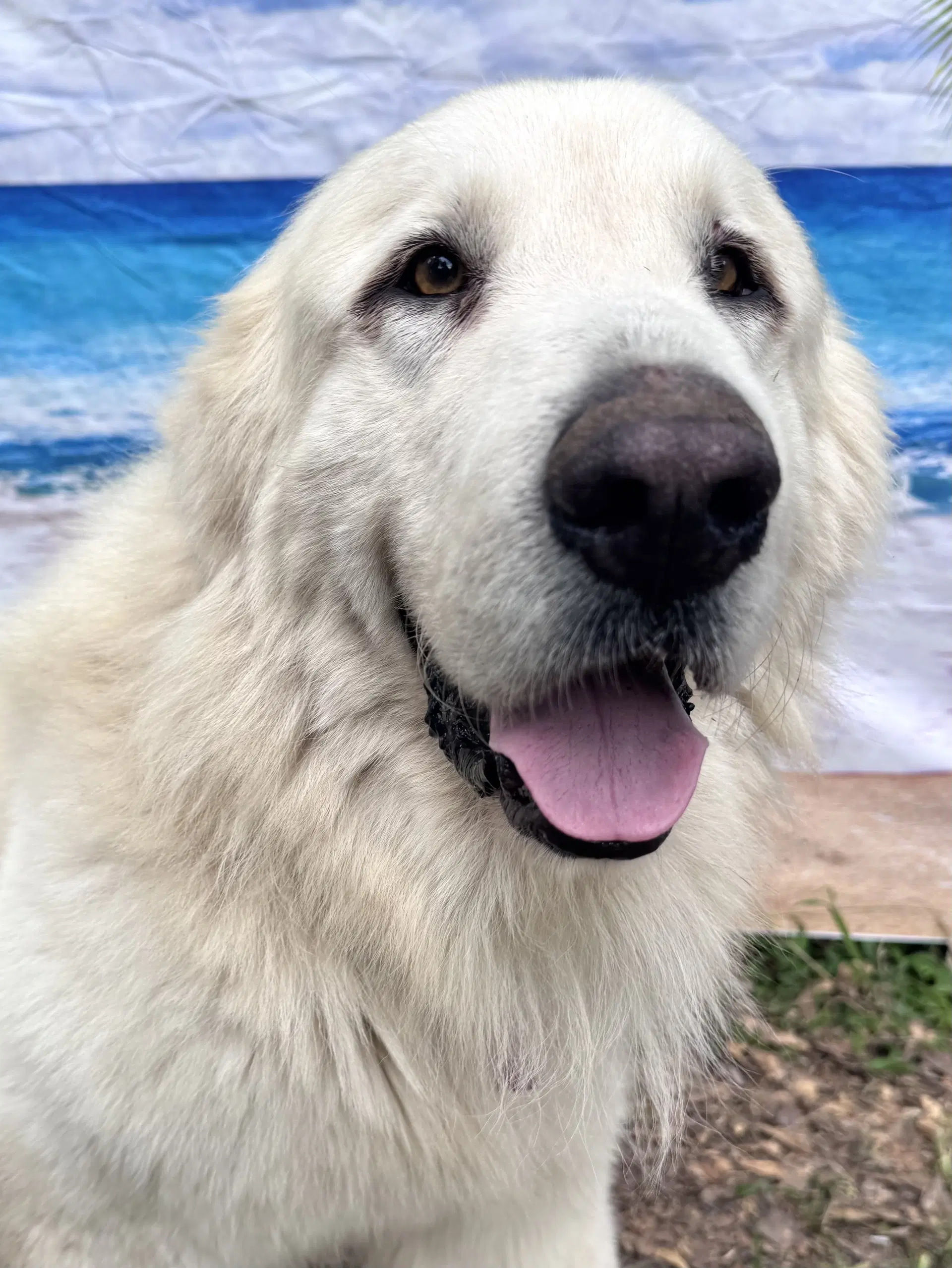 Jerome - Great Pyrenees