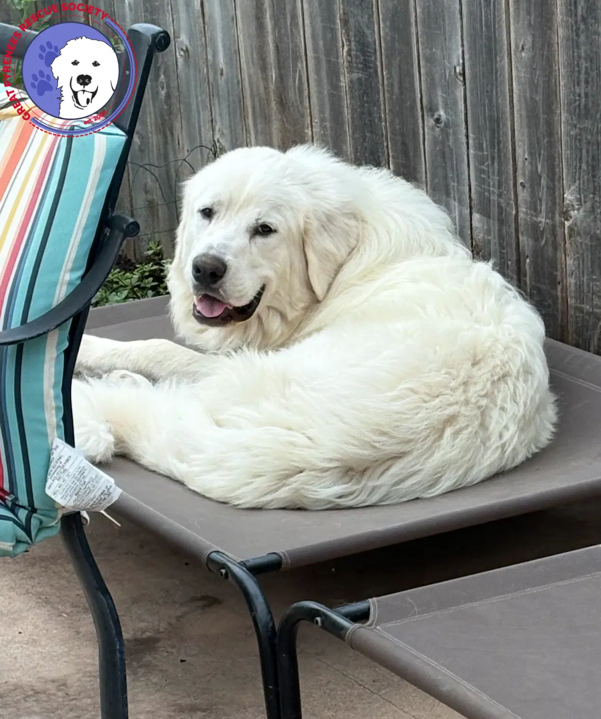 Lucas - Great Pyrenees
