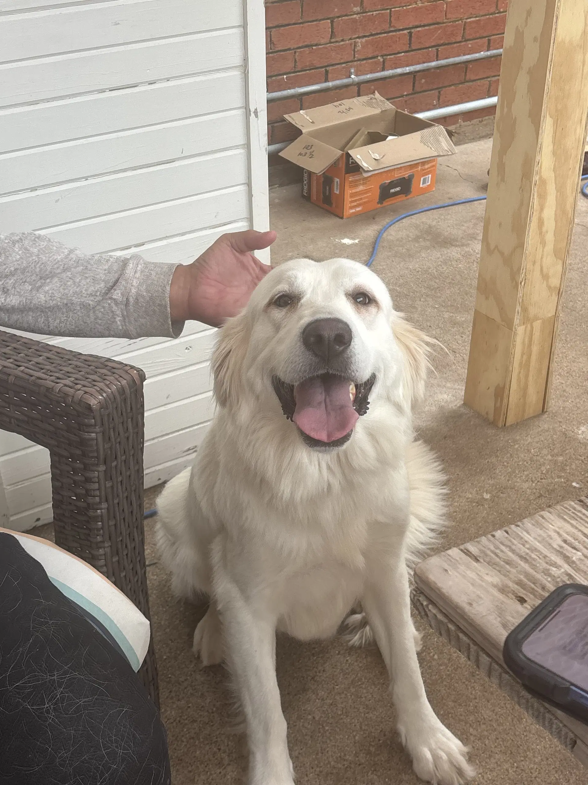 Deshanna - Great Pyrenees