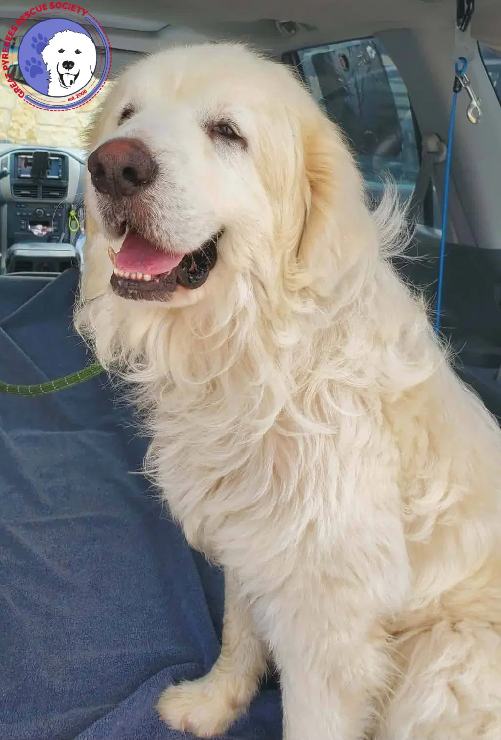 Hopps - Great Pyrenees