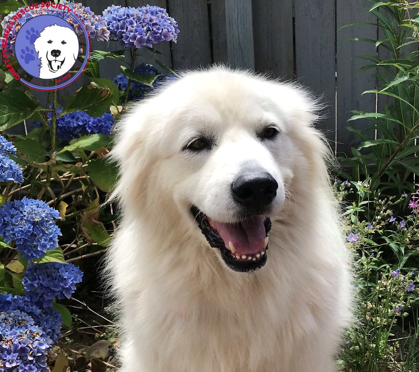 Boaz, bonded with Layla — Pyrenees in TX | Lily's Second Chance
