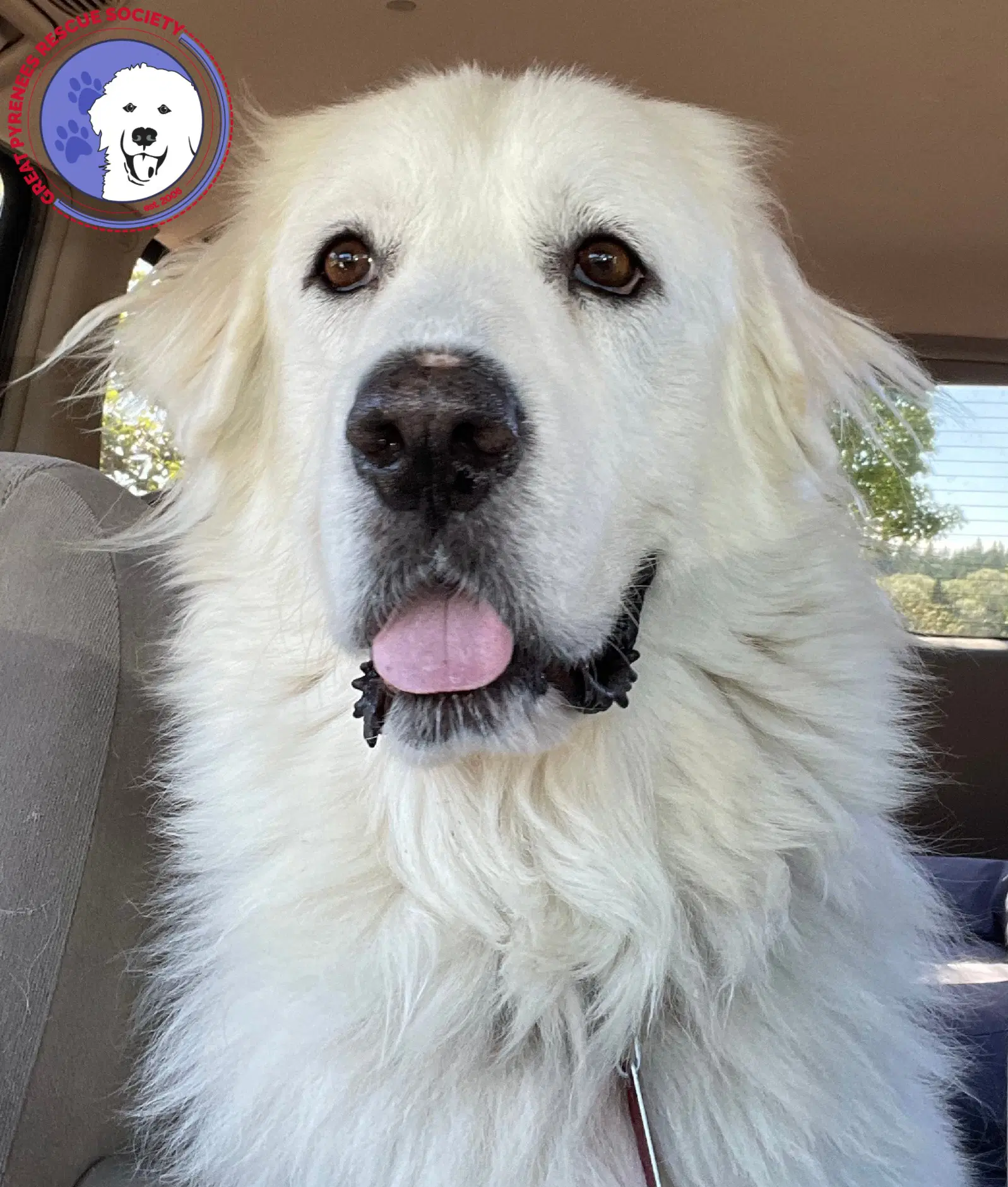 Bianca - Great Pyrenees