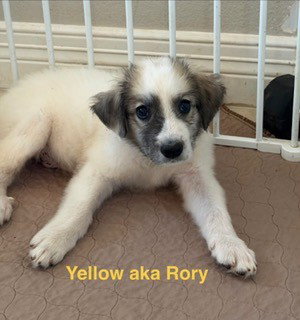 Rory, photo 7