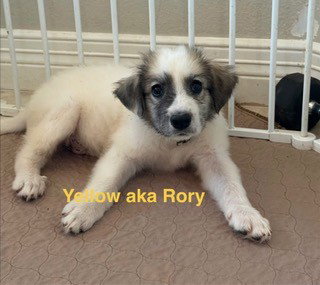 Rory, photo 8