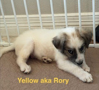 Rory