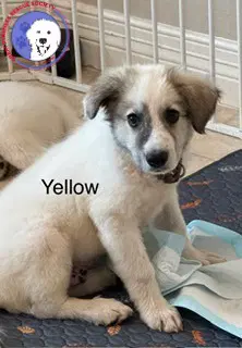 Rory - Great Pyrenees