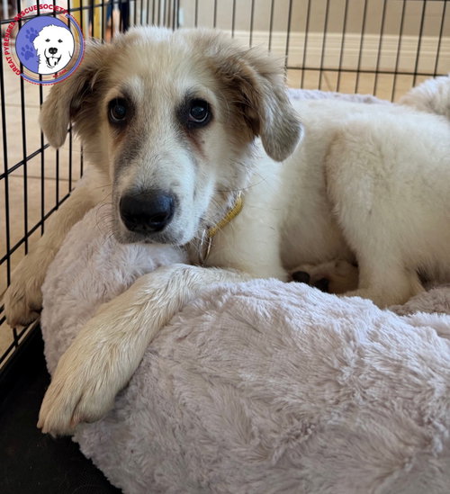 picture of the dog needing adoption