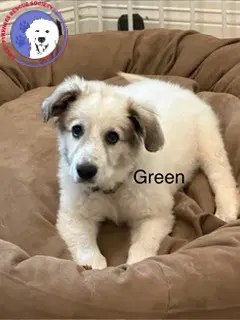 Rowen - Great Pyrenees