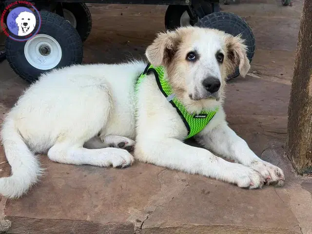 Rowen - Great Pyrenees