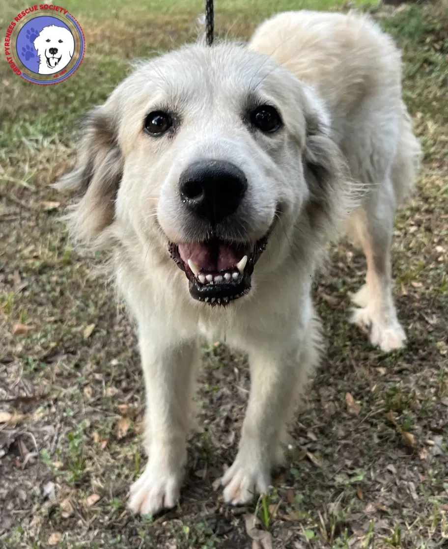 Taylor - Great Pyrenees
