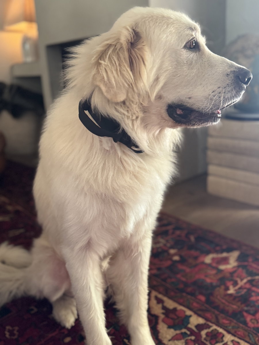 Handsome