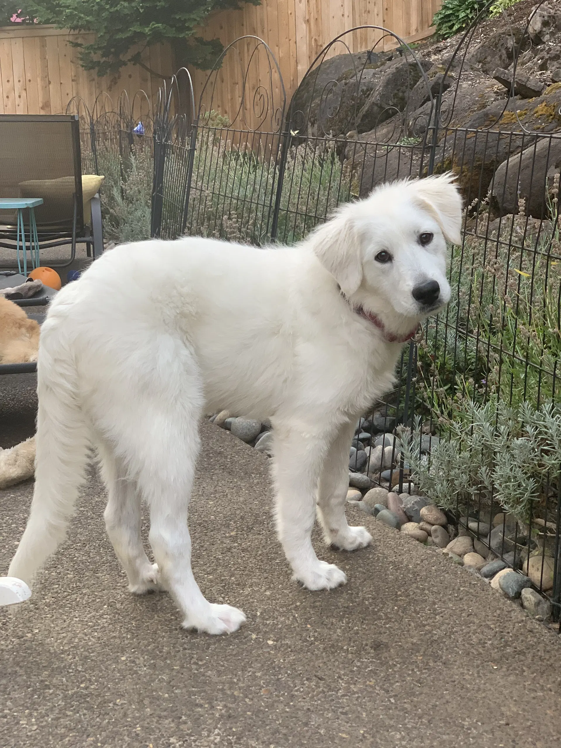 Mina - Great Pyrenees