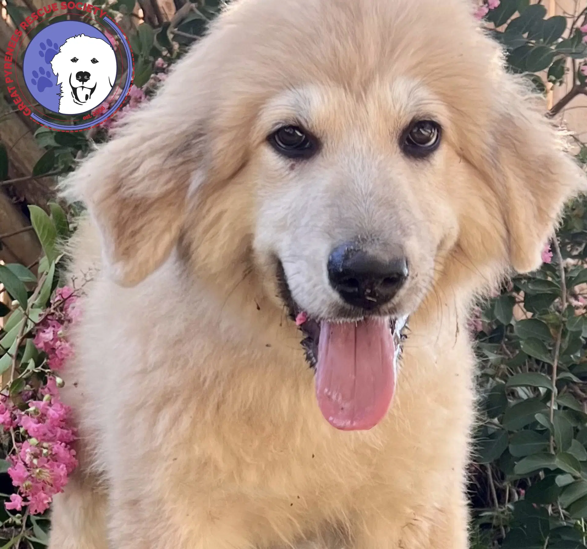 Twix - Great Pyrenees