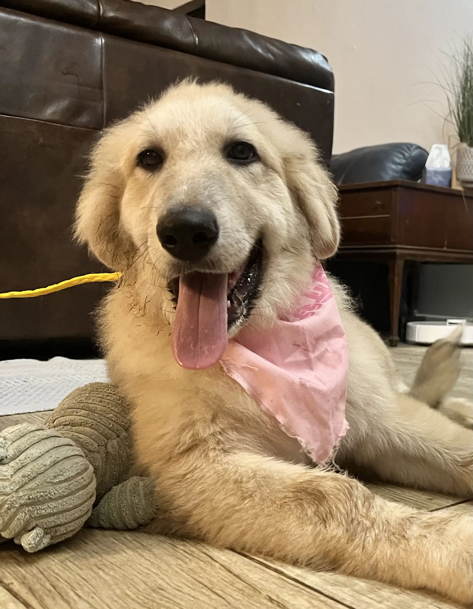 Twix - Great Pyrenees