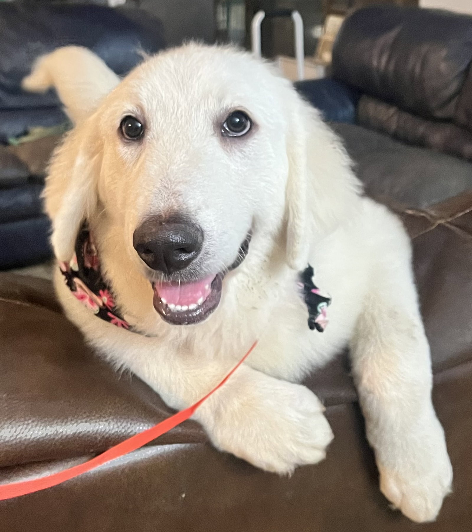 Tamryn, Great Pyrenees