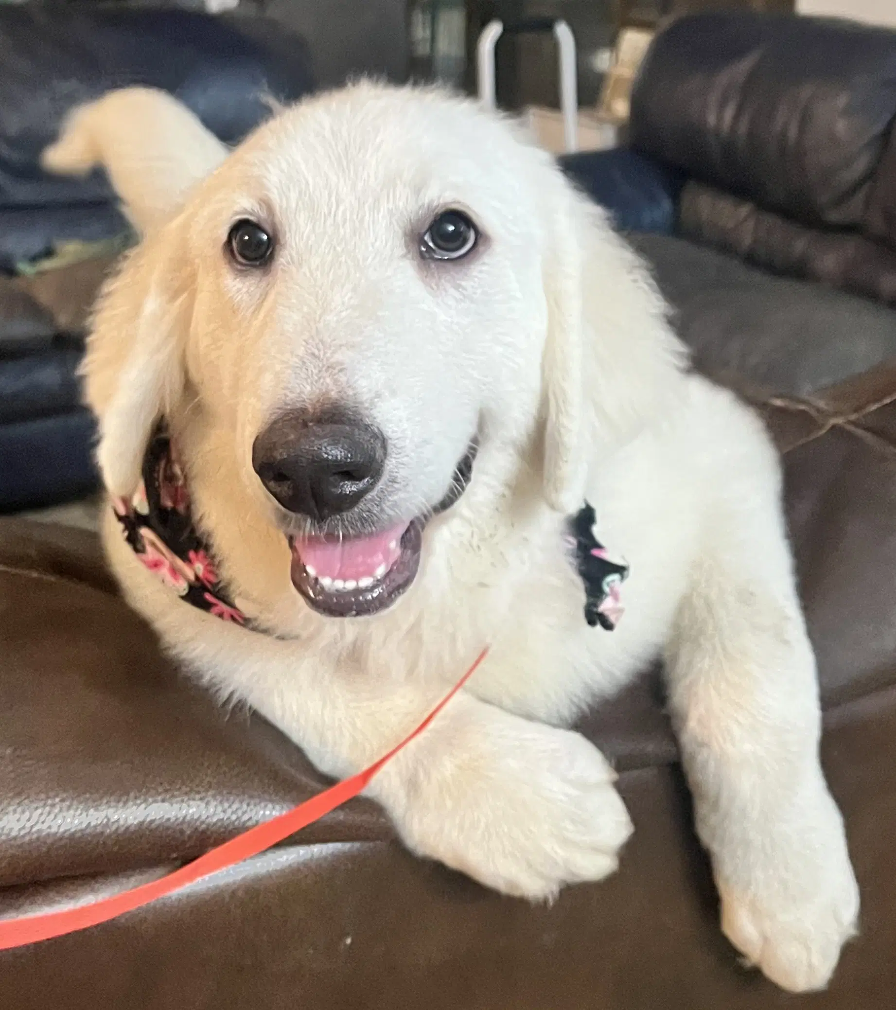 Tamryn - Great Pyrenees