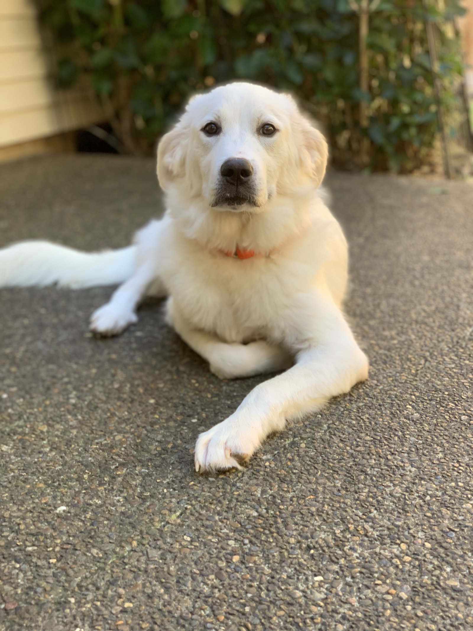 Nelly, photo 2
