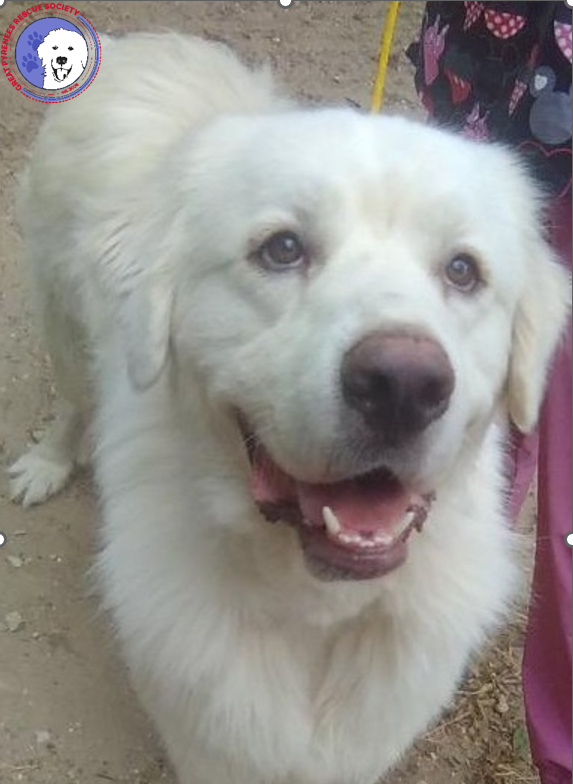 Kelly, Great Pyrenees