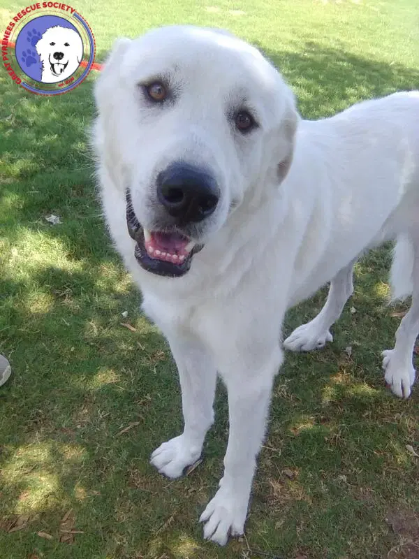 Condor - Great Pyrenees
