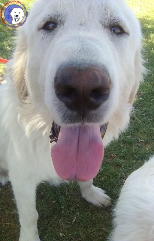 Rocco, Great Pyrenees