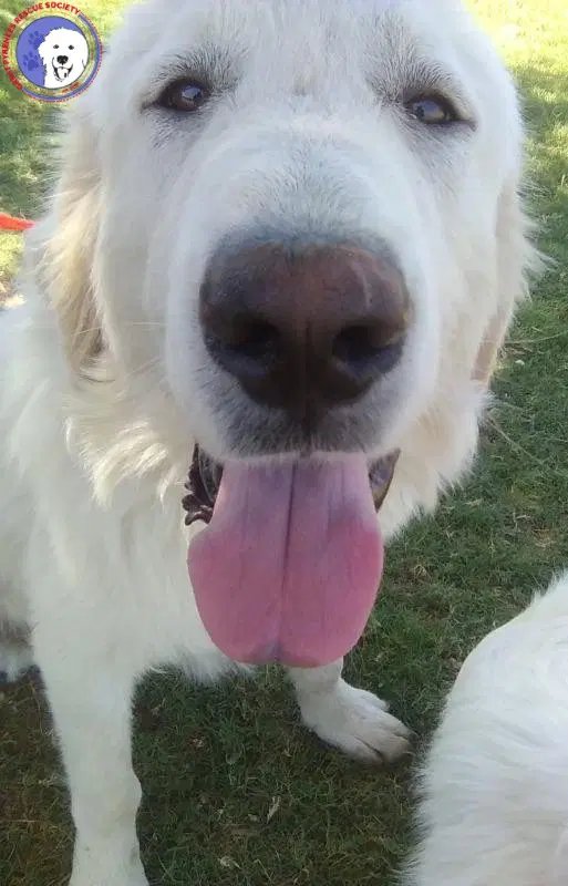 Rocco - Great Pyrenees