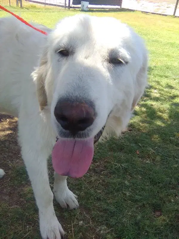 Rocco image 2