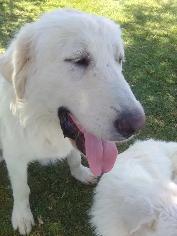Rocco image 3