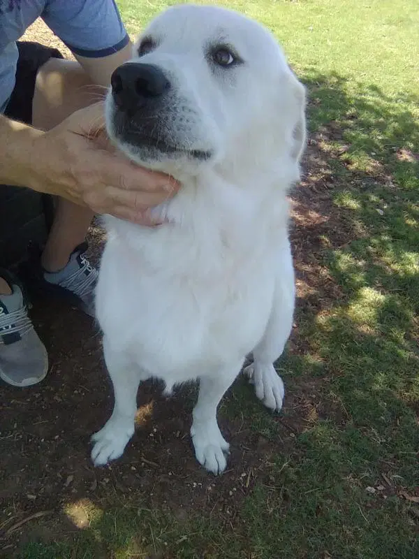 Rocco image 4