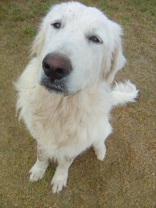 Photo 6 of Rocco