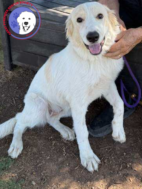 Amelia, a dog for adoption from Great Pyrenees Rescue Society