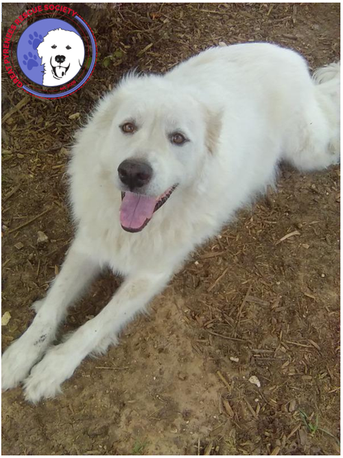 Sugar, a dog for adoption from Great Pyrenees Rescue Society