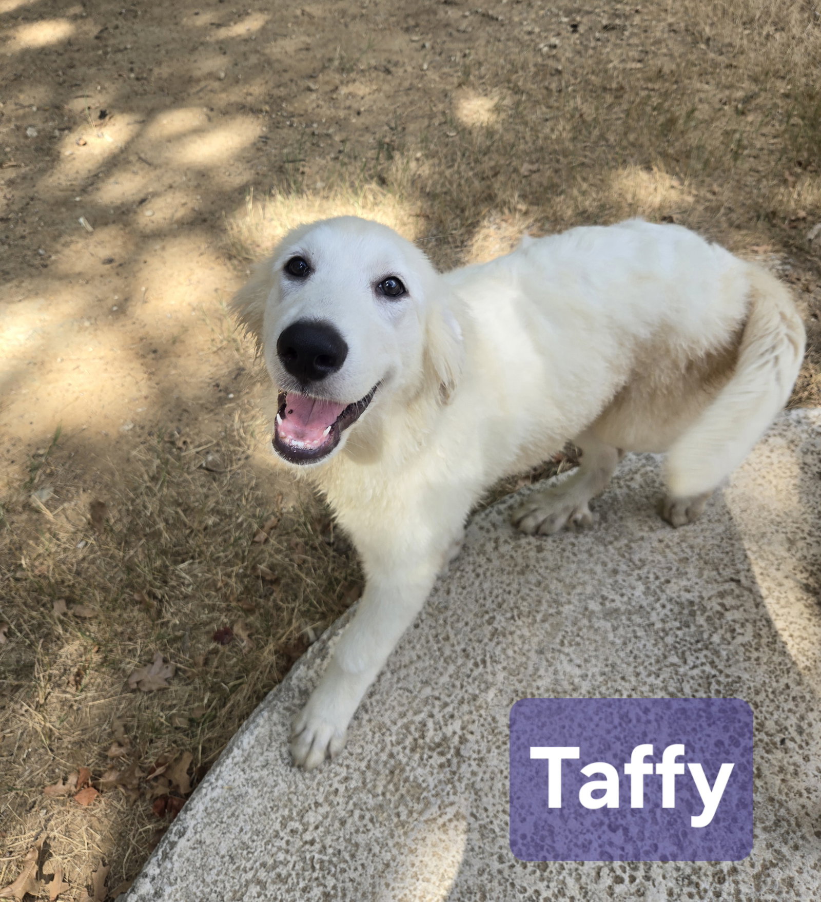 Taffy