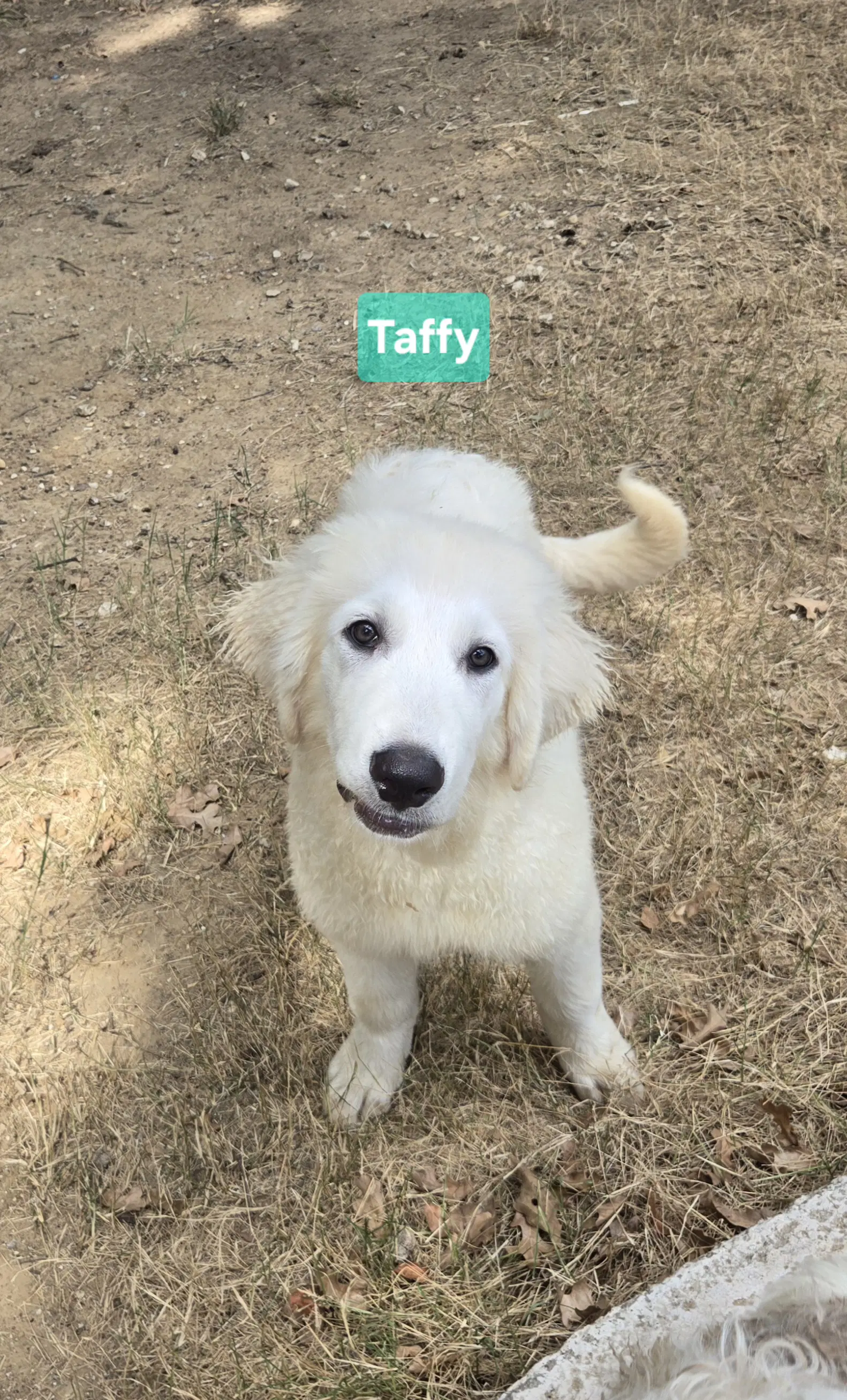 Taffy image 2