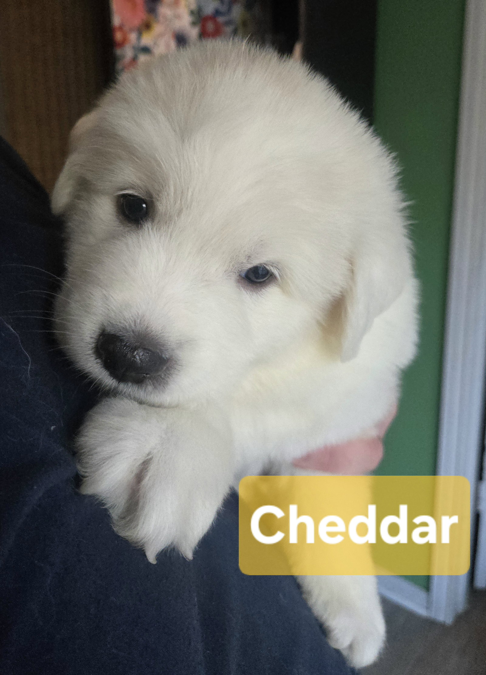 Cheddar Spud