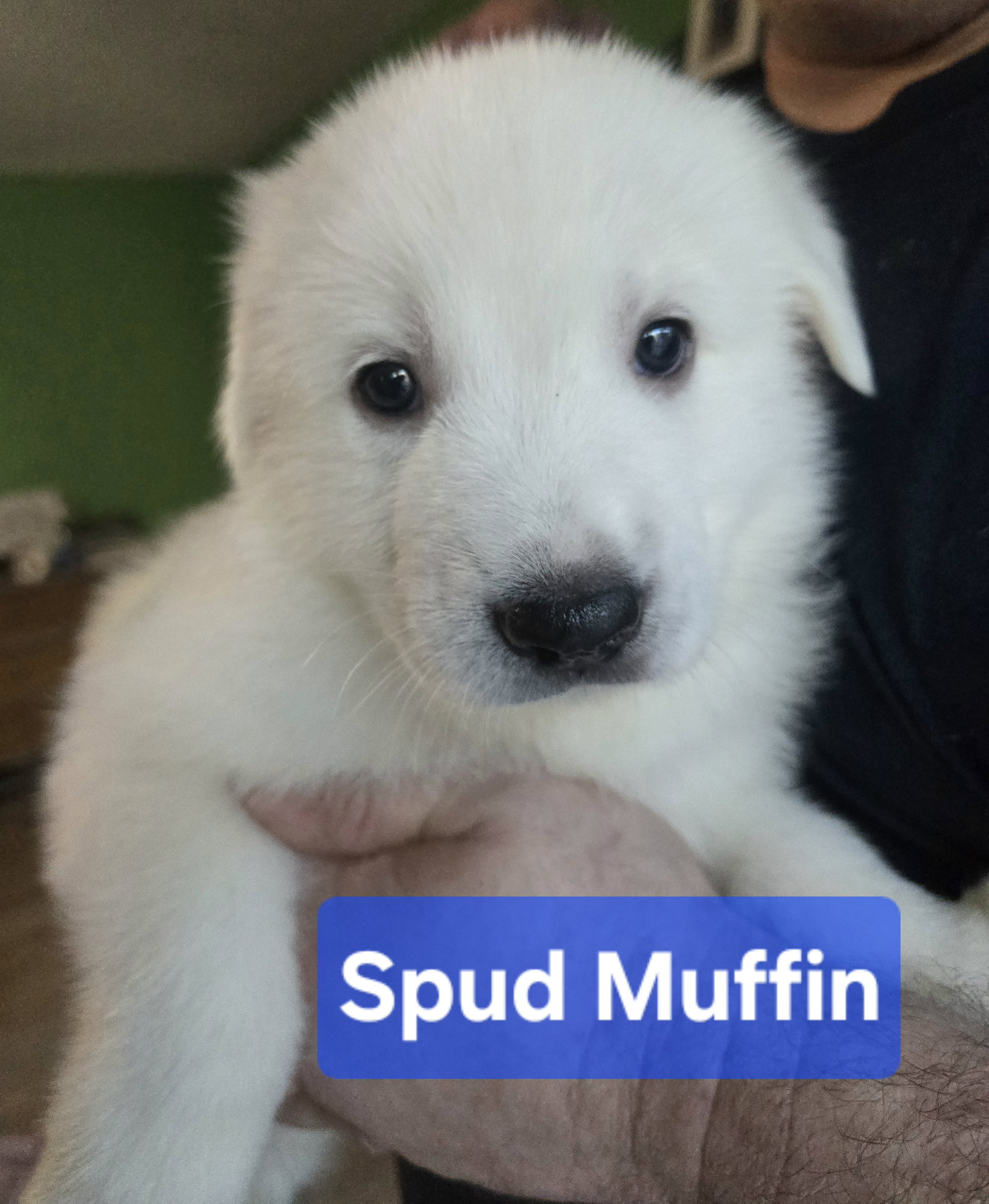 Spud Muffin