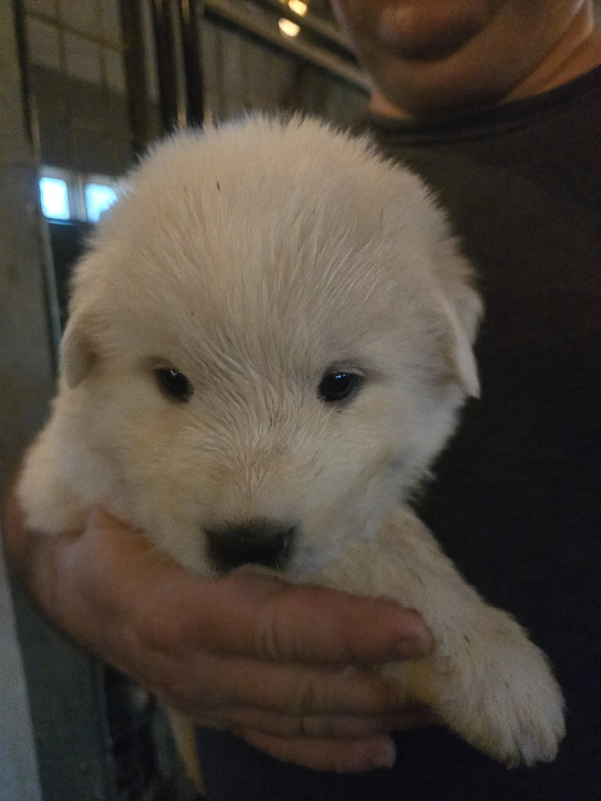 Yukon Spud - Great Pyrenees