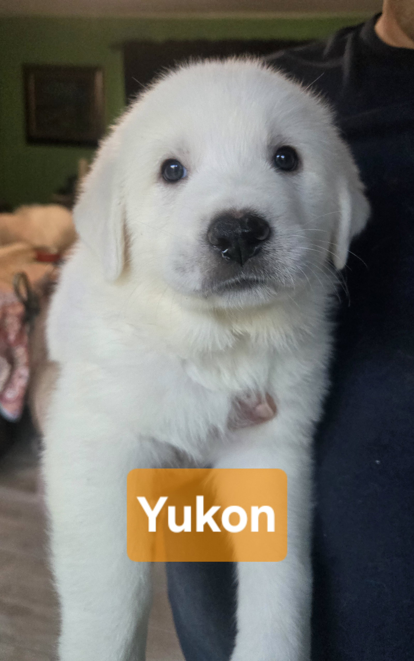 Yukon Spud