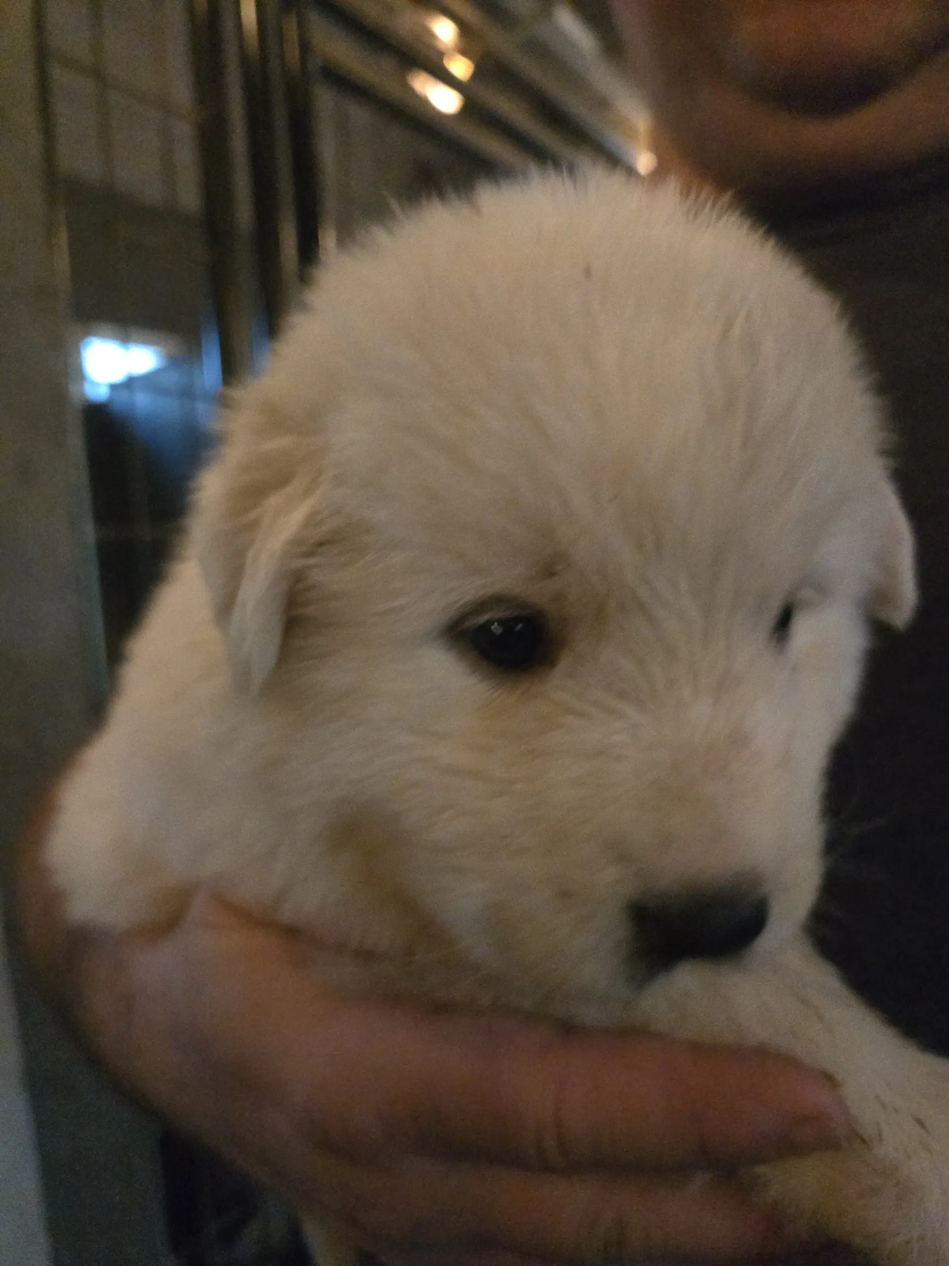 Russet Spud - Great Pyrenees
