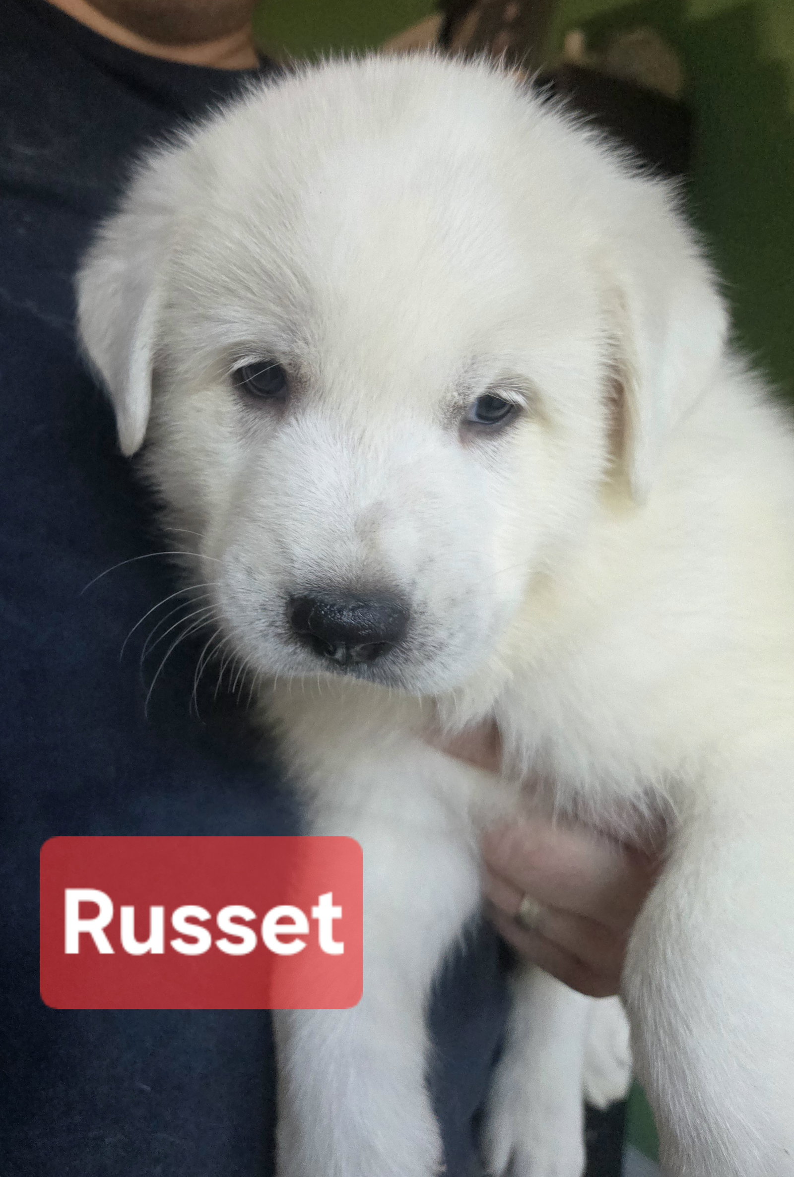 Russet Spud