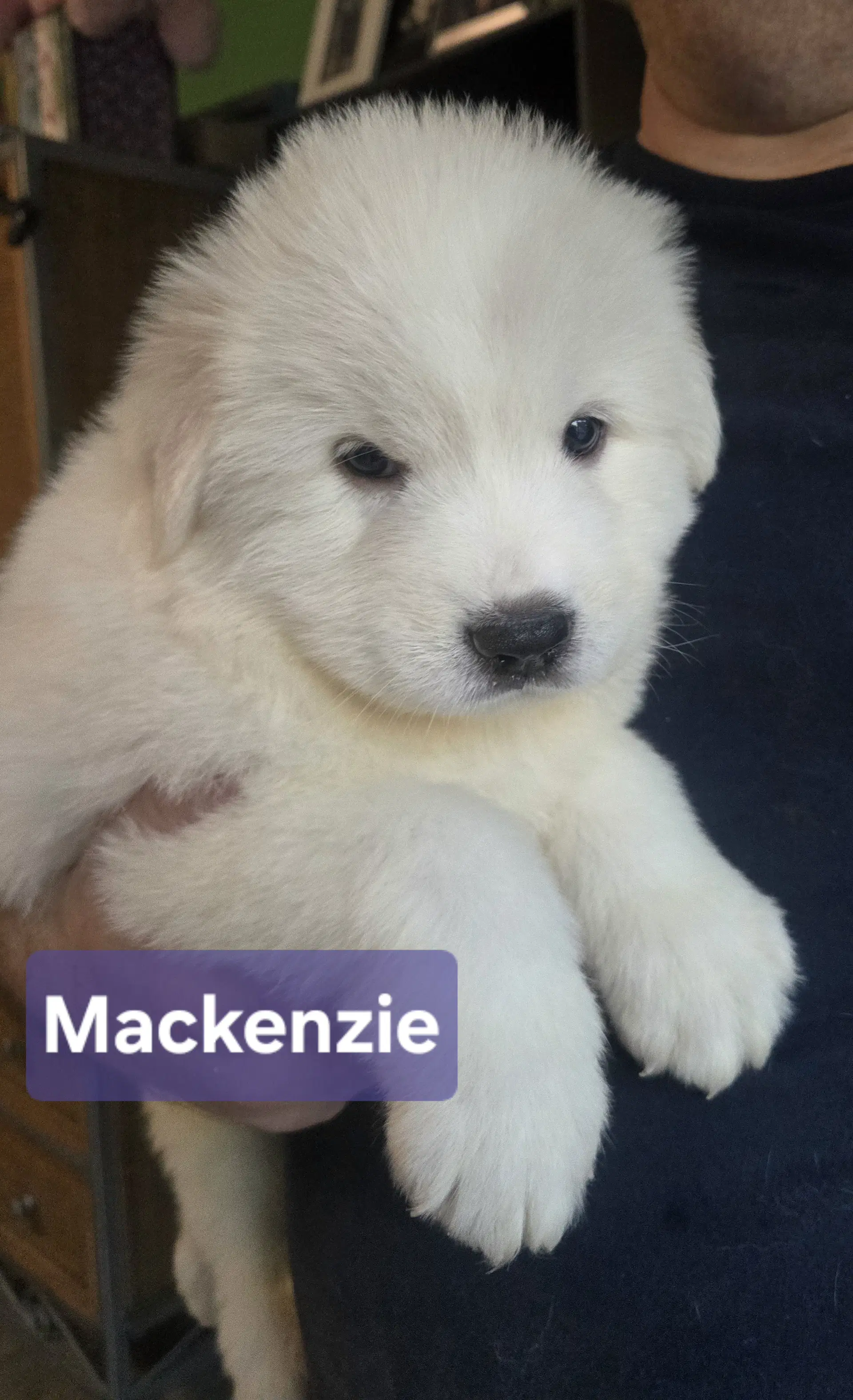 Spuds Mackenzie - Great Pyrenees