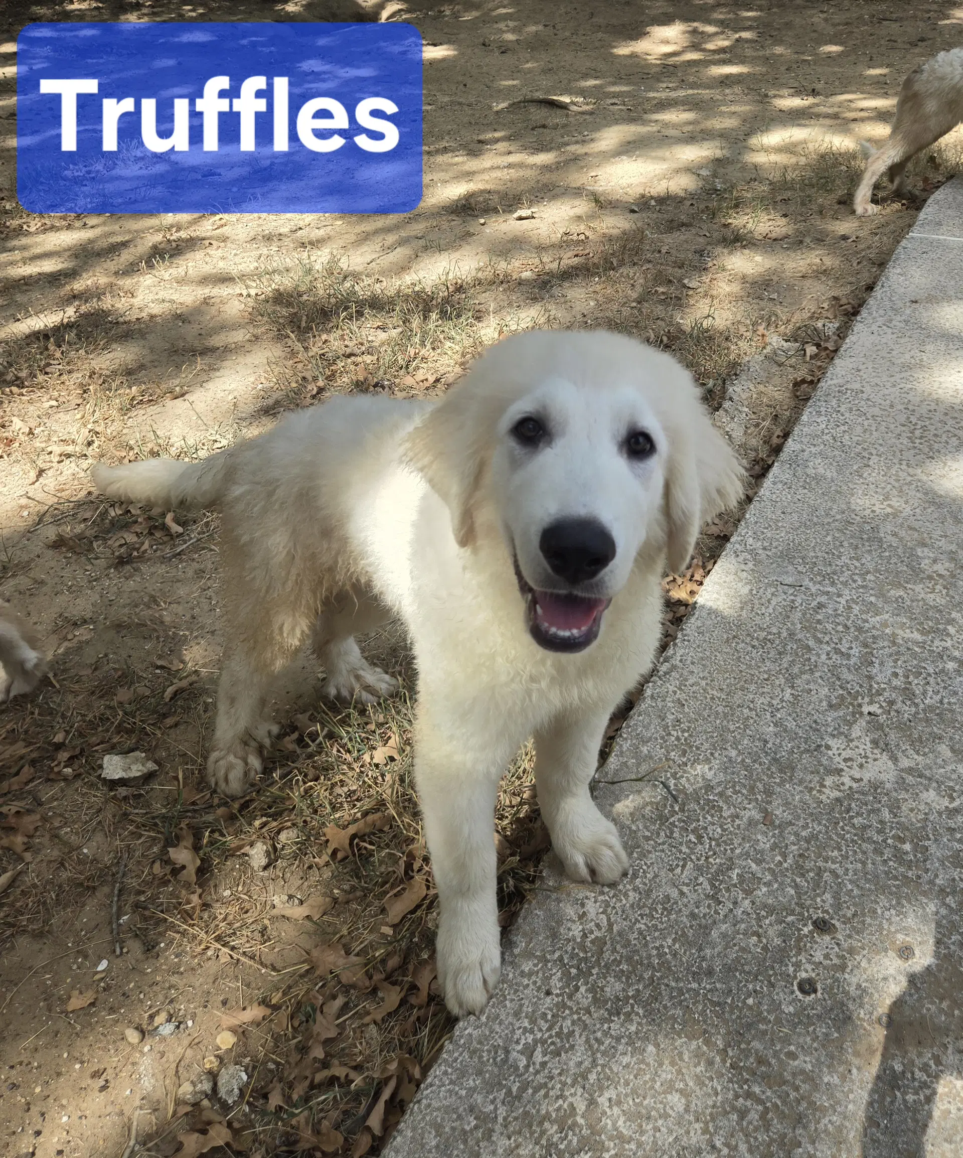 Truffles - Great Pyrenees