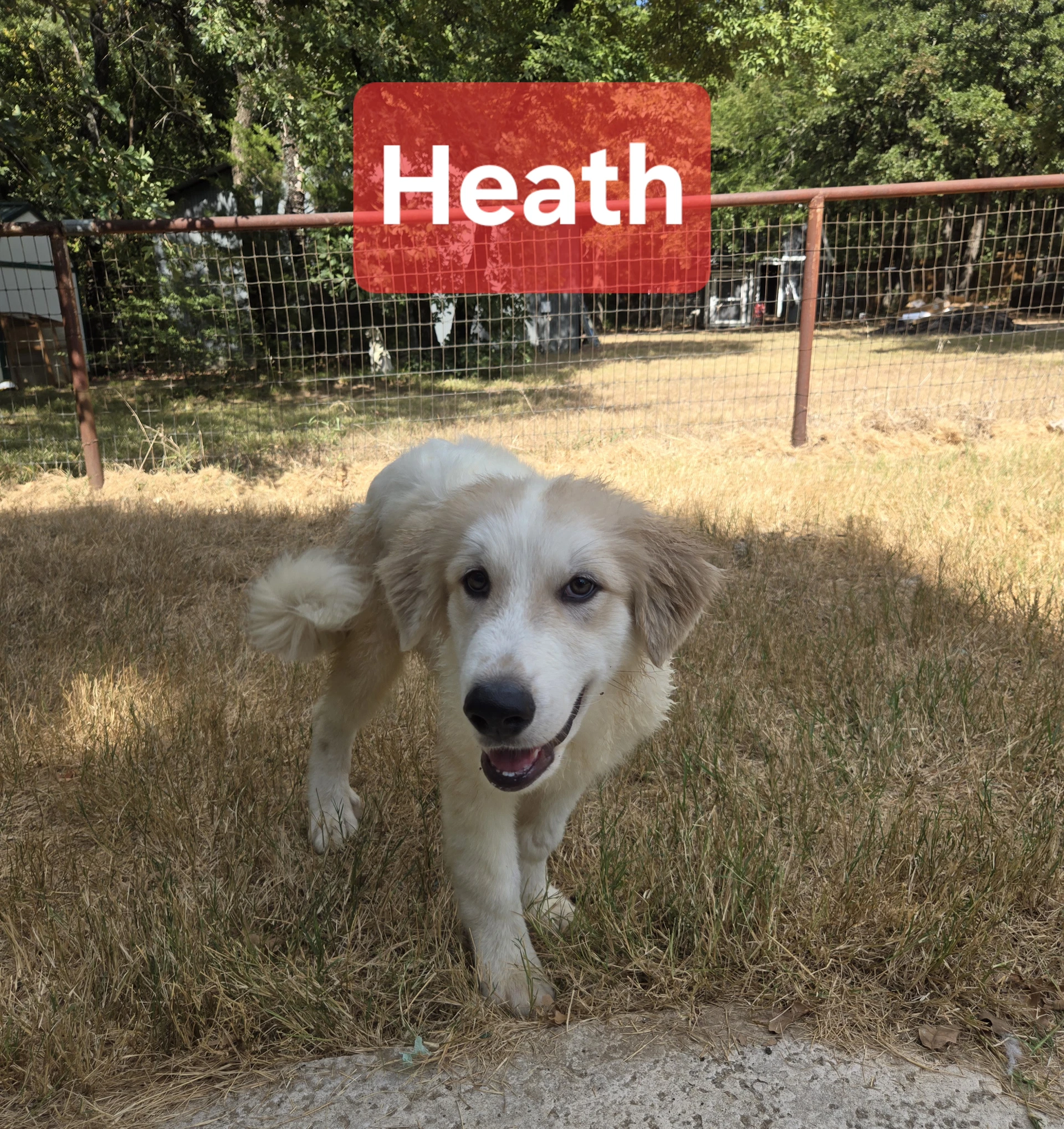 Heath