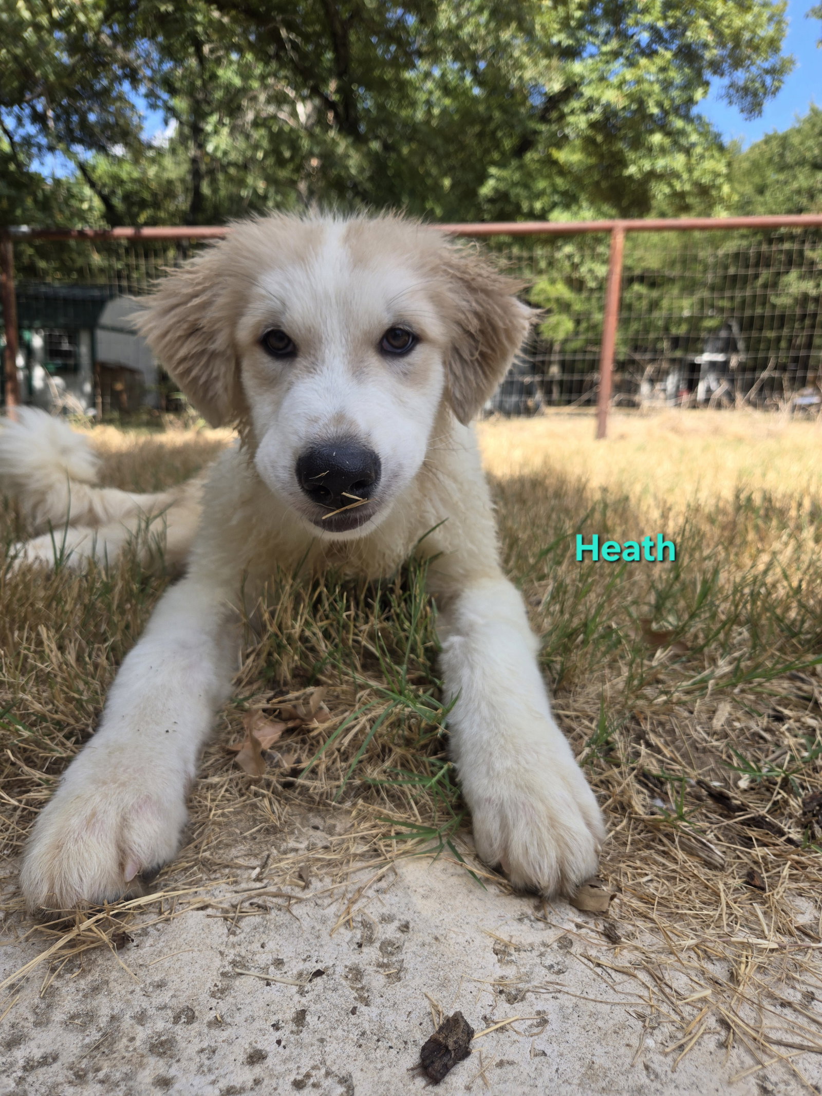 Heath, photo 2