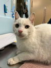 adoptable Cat in London, ON named COCONUT