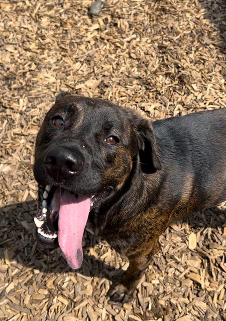 adoptable Dog in London, ON named RADIO SHACK