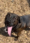 adoptable Dog in , ON named RADIO SHACK