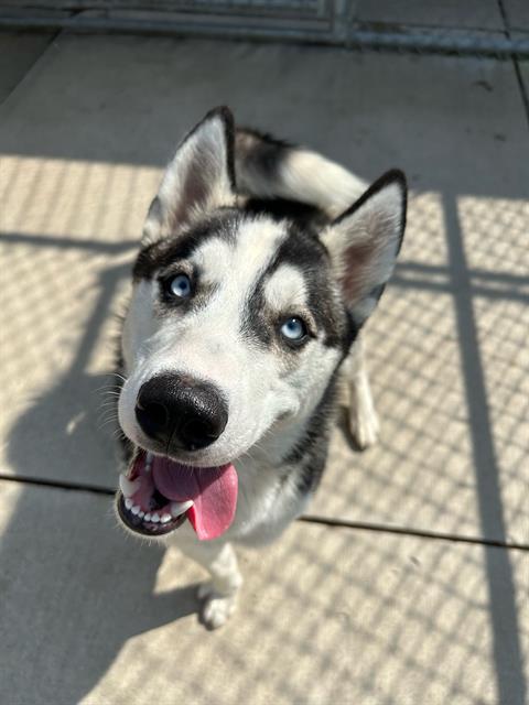 adoptable Dog in London, ON named BEAU