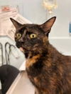 adoptable Cat in , ON named ANGELA