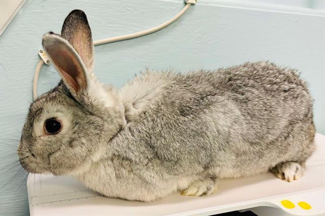 adoptable Rabbit in London, ON named PIPPIN