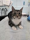 adoptable Cat in London, ON named REX